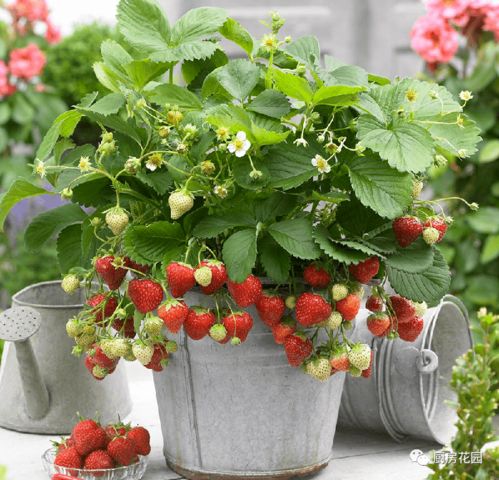 草莓会是下一个花园明星吗 一 被忽略的美色