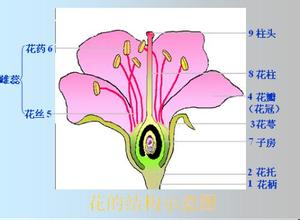 花冠是花的哪个部分图片