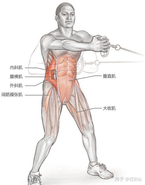 篮球运动力量训练腰背部和核心训练 