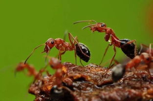 有趣的 共生 现象 蚂蚁为啥 牙黑 可能是它们 糖 吃多了