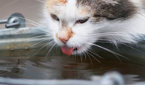 猫和女人一样,都是水做的 水之7大功效维持猫咪的生存