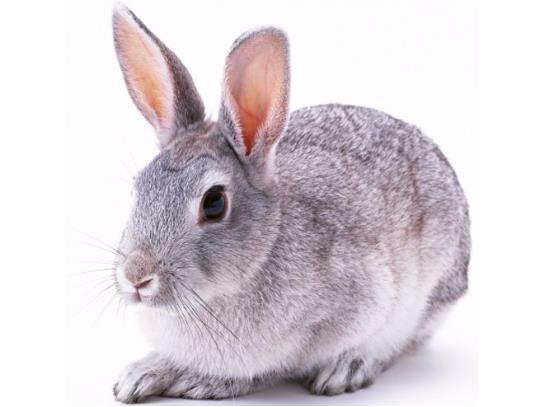 生肖兔 1963年 兔兔兔兔 的下半生,每个属兔人都跑不掉