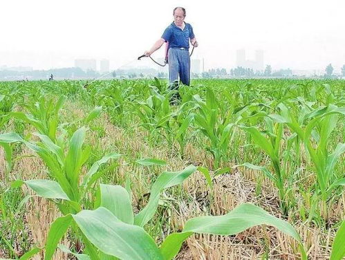 农技 杂草没死,玉米苗死了 喷除草剂的时候你一定没注意这个问题