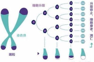 从科学和生物学的角度分析,死人有没有可能复活 