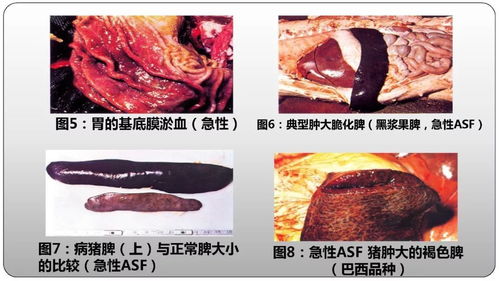 非洲猪瘟侵害猪的生殖系统吗(受非洲猪瘟影响)