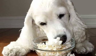 跟狗狗一起看电影,能跟狗狗一起分享爆米花吗 爆米花对狗有害吗