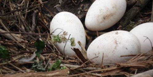 陕西鹅蛋批发讲述鹅种蛋的孵化规范