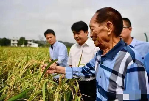 专家怕裤脚沾泥，麦田铺红地毯，袁隆平老先生在天是笑还是骂(袁隆平躺在麦田里的画)