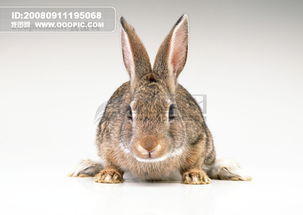 小动物 动物世界 兔子 可爱 灰兔免费下载 
