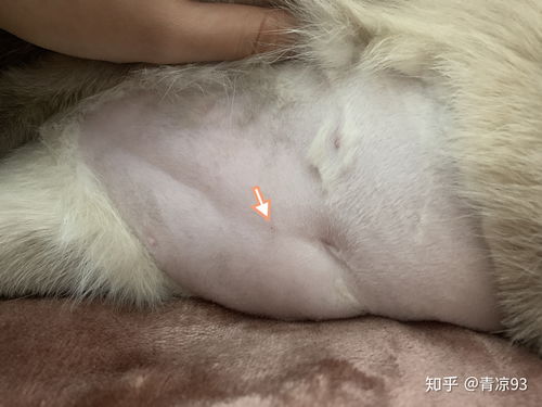 猫自发性膀胱炎治疗记录 