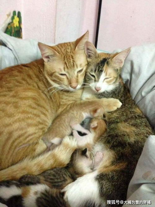 猫妈妈生完孩子,猫爸帮忙照顾,这位猫爸给我们诠释了什么叫爱情