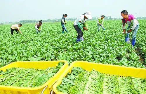 市级表彰 荣昌区4名新型职业农民厉害了