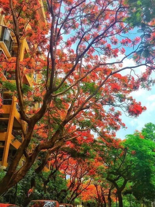 在家门前种这几种观赏花树,四季都不缺花朵观赏,就怕花落满地