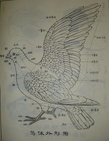 我是雕刻师,美术素材 鸟类画谱 