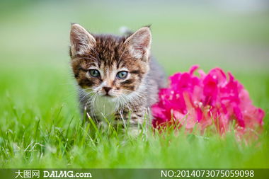 草丛中的小猫咪与花朵摄影高清图片 