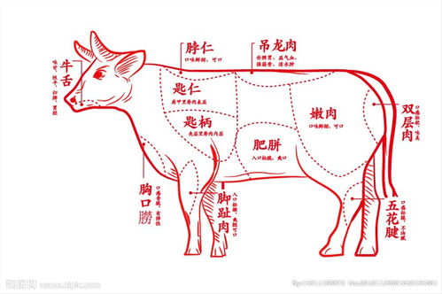 牛肉部位图分布图 图片欣赏中心 急不急图文 Jpjww Com