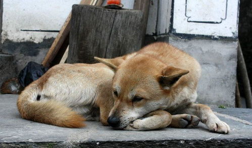 下班回家看到狗狗口吐白沫,吓了一跳,当走近时我顿时哭笑不得