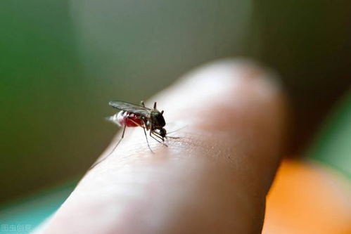 蚊子在咬人时,是怎么选择目标的,为何咬你不咬他