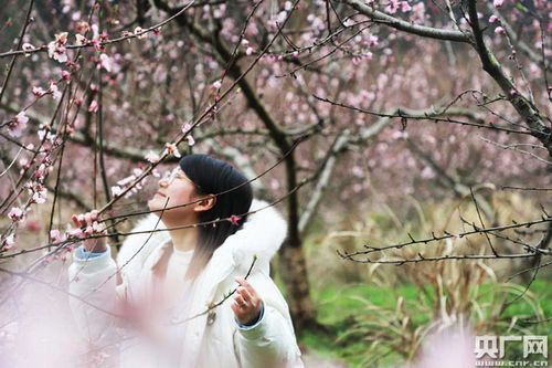 江西瑞昌 女人绽放在桃花源