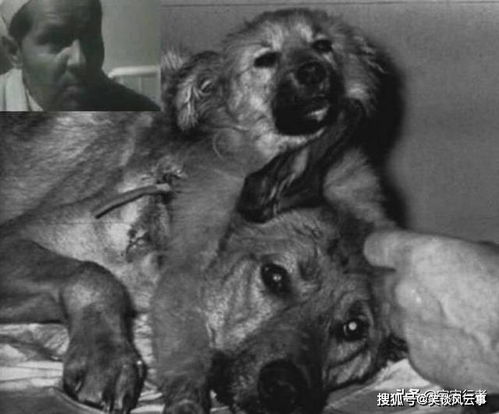 为了还原地狱犬,苏联进行最惨无人道的实验,第一只双头犬诞生了