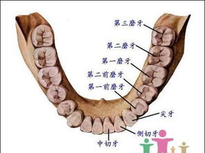 拔智齿保险可以理赔吗 拔智齿可以走保险吗 