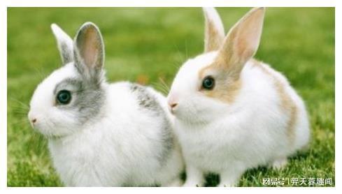 刚出生的小兔子,兔妈妈为什么会选择咬死它们 看完涨见识了