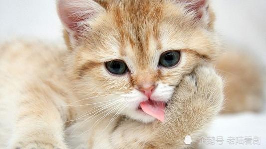 小猫咪舌头上的小知识,你知道吗(小猫舌头的作用是什么)