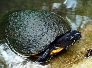 请问乌龟在水里睡觉好，还是在陆地睡觉好？