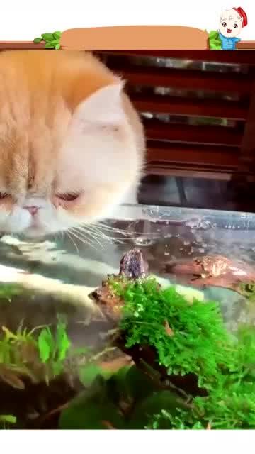 猫咪喝了好多水看来是渴了 