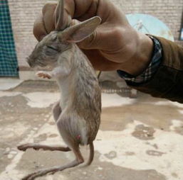 奇闻 男子捡到长耳老鼠,后来得知是国家保护动物长耳跳鼠 
