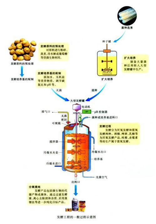 既是生物科学研究的主体，又是生物科学研究对象的是（）