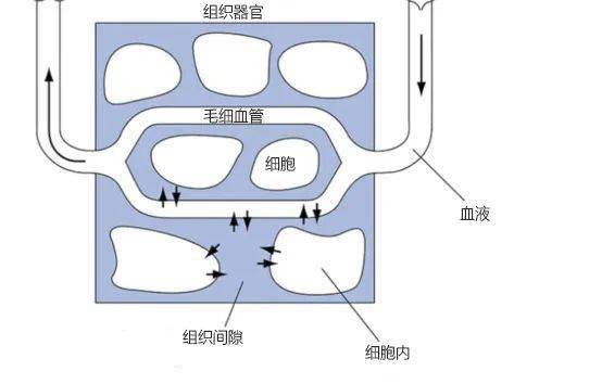 成年人体内含水量约占体重的多少