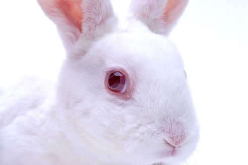 兔子舔人手是怎么回事 对兔子有影响吗 