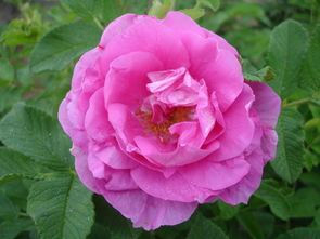 四季玫瑰一年开几次 一年四季开花是什么花