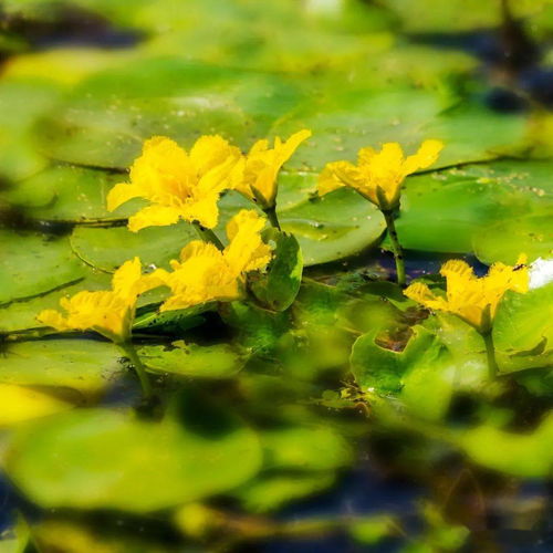 世界湿地日 生态湿地 最美东升 主题线上摄影展第二期