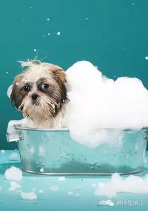 看了这些 你还敢用人的浴波给狗狗洗澡吗