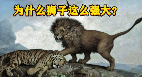 为什么狮子这么强大 事实证明,群居属性血脉压制老虎 