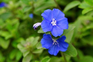 蓝星花的花语和寓意,关于蓝色花朵的治愈花语？