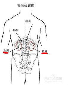 肚子右边疼是怎么回事 信息阅读欣赏 信息村 K0w0m Com