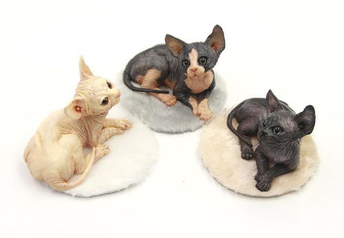 动物系列 小猫家族 