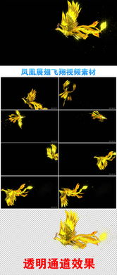 凤凰展翅飞翔视频素材 带通道