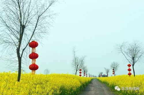 随手拍靓丽的花海 彭泽的宝岛 