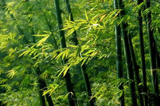 小型竹子品种,哪种竹子眼最小？