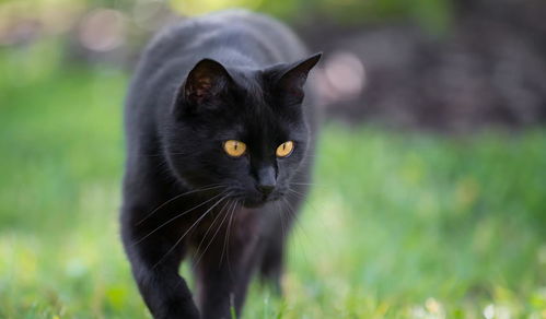 黑猫和什么猫配？黑猫和摩羯座(黑猫跟什么猫配比较好看)