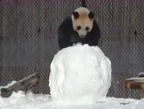 熊猫堆雪人是个什么体验 一只倔强熊猫与雪人的爱恨情仇