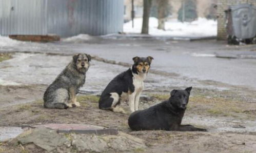 树丛边的4只流浪狗,保护被丢弃的女婴,这种爱太伟大了