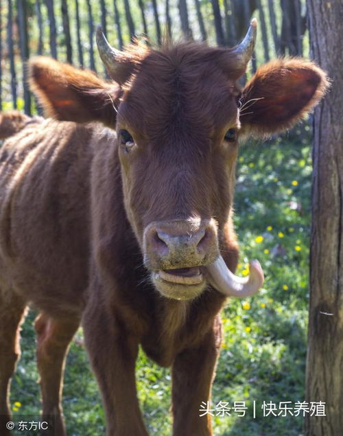 牛玩舌的原因及治疗方法,养牛冷门知识介绍 