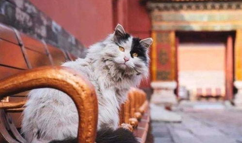 故宫里生活了近200只猫,为什么鲜有游客看到 看完算长知识了