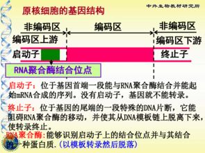 生物选修3 基因工程