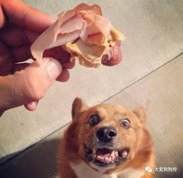 常见的食物狗狗到底能不能吃,身为铲屎官你都知道吗 